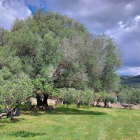 Sole Ruiu Olbia Grazioso Bilo In Periferia 빌라 외부 사진