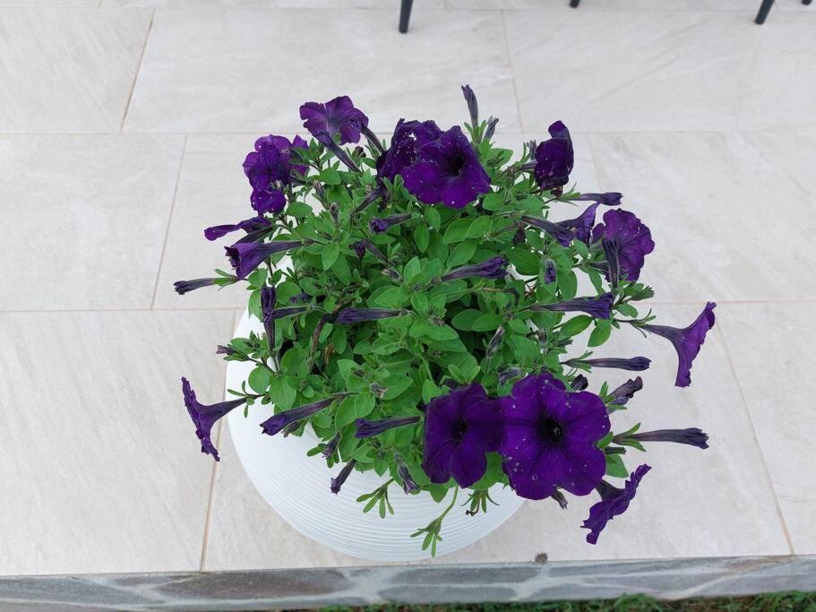 Sole Ruiu Olbia Grazioso Bilo In Periferia 빌라 외부 사진
